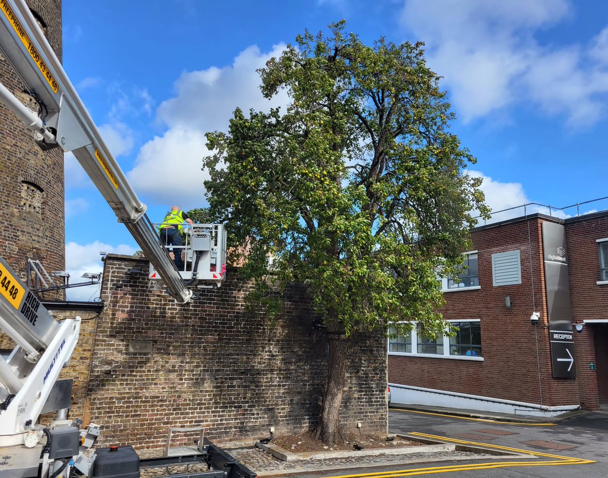 SAP_Landscapes's tweet image. SAP Landscapes carried out some very exciting work for @ApleonaIRL harvesting, what is claimed to be, Ireland's oldest fruit bearing tree. The pear tree of the Pryus Communis variety, is estimated to be 150 to 200 years old and is located beside @TheDigitalHub in Dublin.