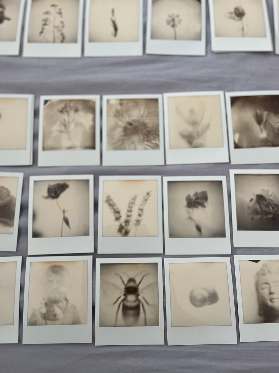 editing #SX70polaroid #black&amp;white #polaroid #garden #flora #archives
