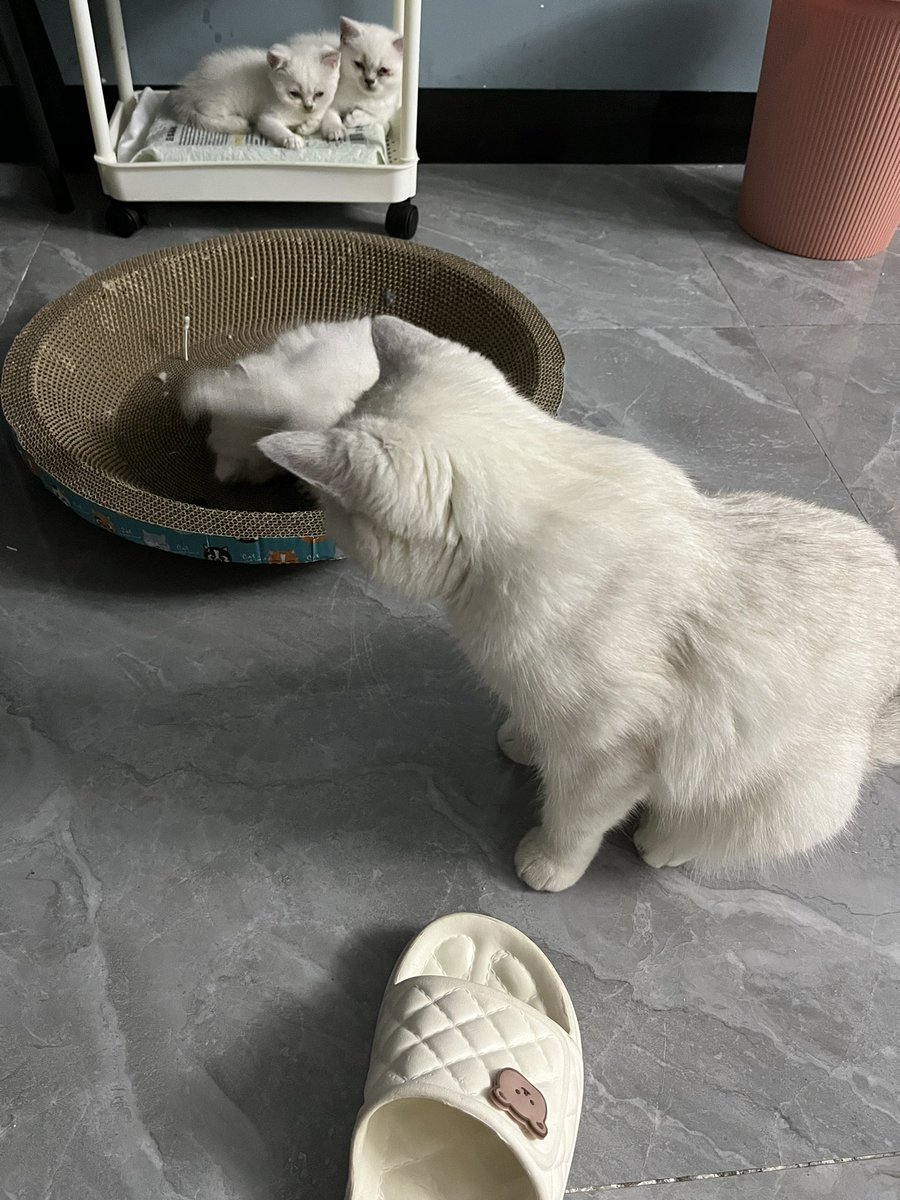 kitten44TuT's tweet photo. @gwq6661 我哩个豆，你顺我拖鞋是不是 https://t.co/jLDwhrvmBa
