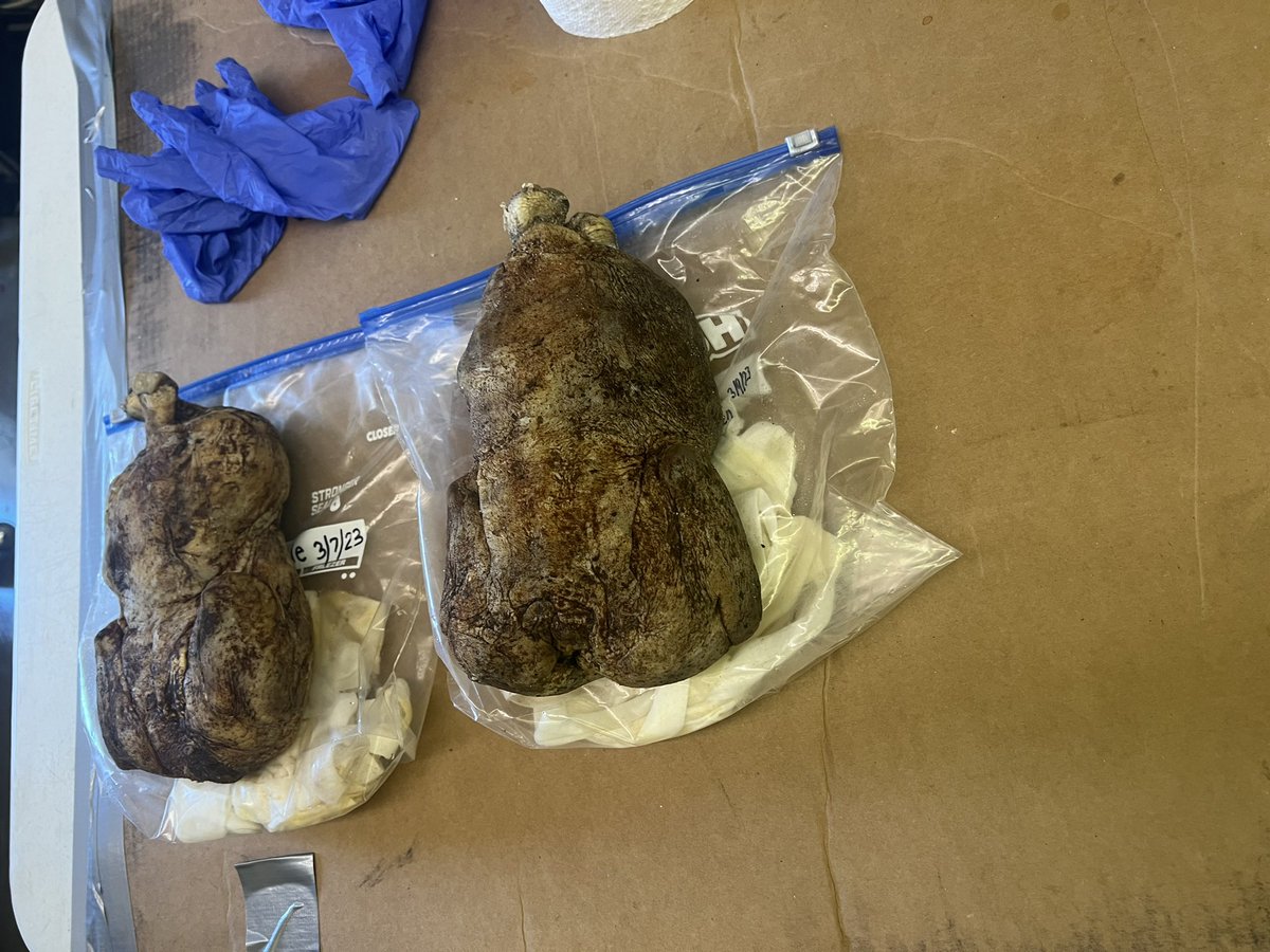 FoxfireK12's tweet photo. Mrs. Hardcastle’s class after reading about King Tut are mummifying chickens. She pulled out some old ones to show the students! #learningthroughexperiences #oldschoolgrit #chickenmummy https://t.co/HOSlSWeOZm