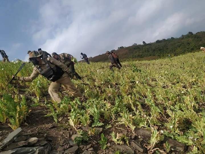 Anish Thangjam (@anishthangjam) on Twitter photo Defence Minister <a href="/rajnathsingh/">Rajnath Singh</a> has directed the <a href="/IAF_MCC/">Indian Air Force</a> to destroy poppy plantations before harvest during this season in Manipur.
We strongly support & appreciate the decision of the Hon'ble Defence Minister. 👍🫡 🙏
#poppycultivation
#KukiNarcoTerrorists
#KukiAtrocities Defence Minister <a href="/rajnathsingh/">Rajnath Singh</a> has directed the <a href="/IAF_MCC/">Indian Air Force</a> to destroy poppy plantations before harvest during this season in Manipur.
We strongly support & appreciate the decision of the Hon'ble Defence Minister. 👍🫡 🙏
#poppycultivation
#KukiNarcoTerrorists
#KukiAtrocities