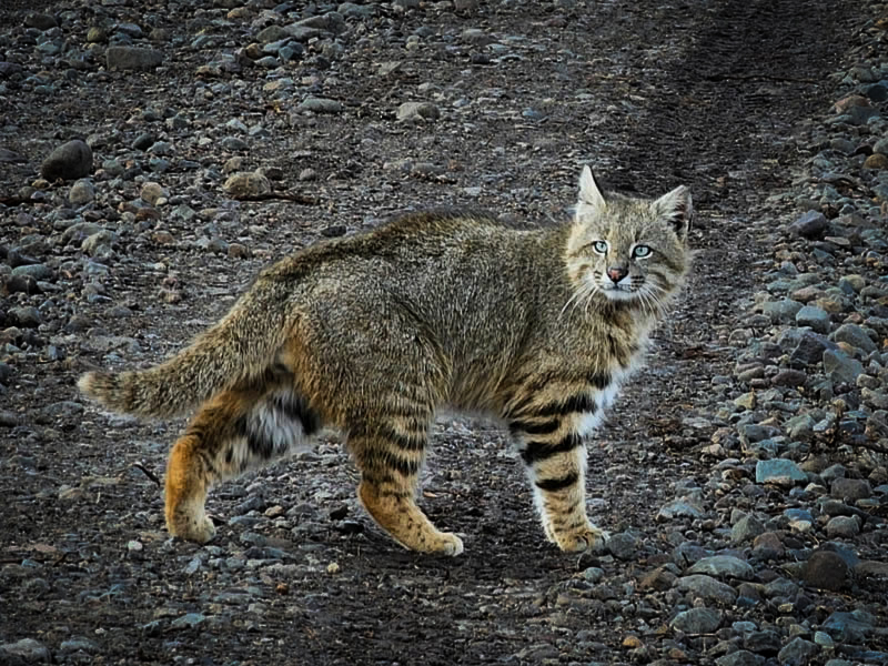 RewildingChile's tweet photo. ¡Un encuentro salvaje, pero poco frecuente! El Sargento Jorge Molina del Retén de Carabineros en Entrada Baker en la zona del Parque Nacional Patagonia, Aysén, avistó un gato de los pajonales (Leopardus pajeros), en la ruta del camino a Paso Roballos. https://t.co/2FxApidIrl