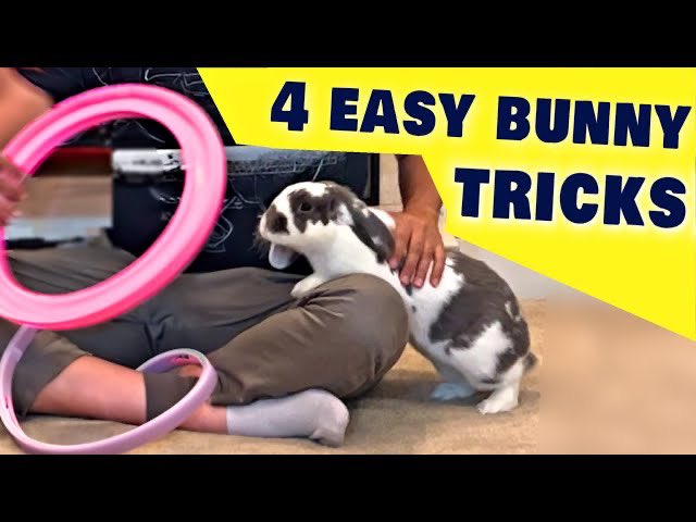 4 Easy Tricks to Teach Your Rabbit !
youtu.be/3Ty9XyS6McY