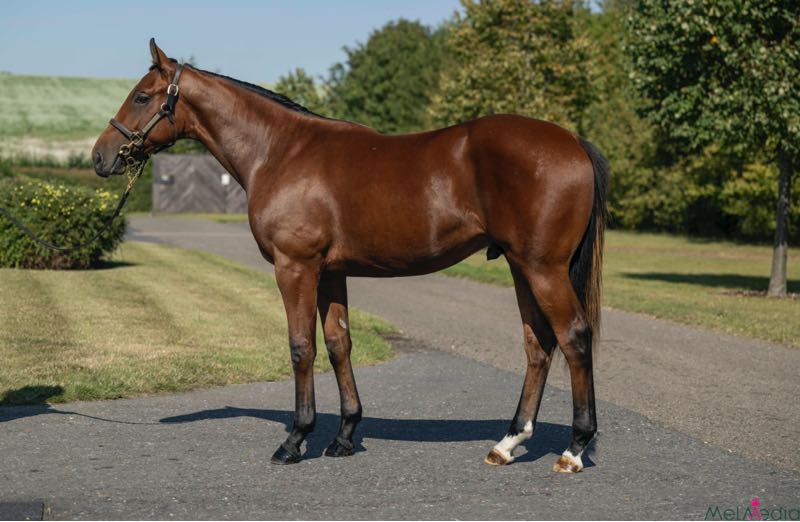 Soliman59347334's tweet image. فريق جودولفين يظفر بصفقة شراء مهر ابن الفحل الاسطوري DUBAWI والام بنت الاسطورى DANEHILL وهو نصف شقيق لكلا من JAPAN و MOGUL 
DUBAWI X SHASTYE  @newsellspark @godolphin @Tattersalls1766 #TeamGodolphin