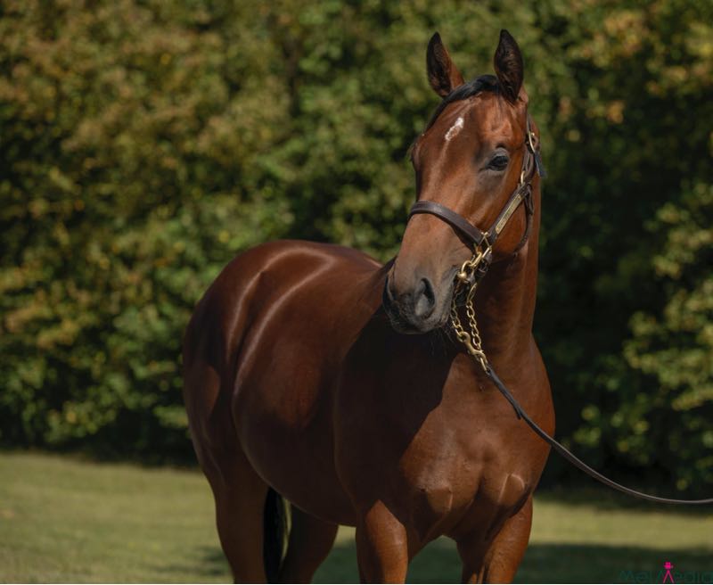 Soliman59347334's tweet image. فريق جودولفين يظفر بصفقة شراء مهر ابن الفحل الاسطوري DUBAWI والام بنت الاسطورى DANEHILL وهو نصف شقيق لكلا من JAPAN و MOGUL 
DUBAWI X SHASTYE  @newsellspark @godolphin @Tattersalls1766 #TeamGodolphin