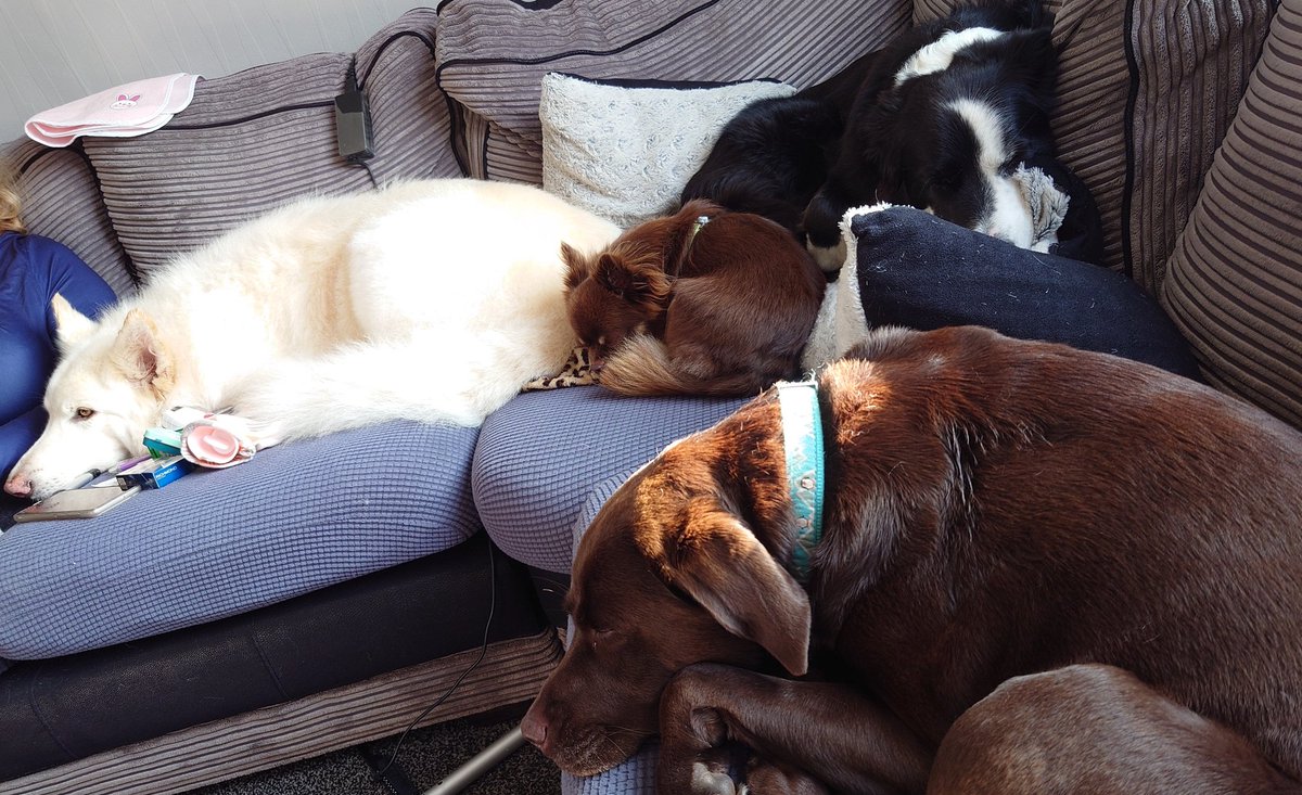 CollieJake's tweet image. I think we might need a bigger sofa 🤔