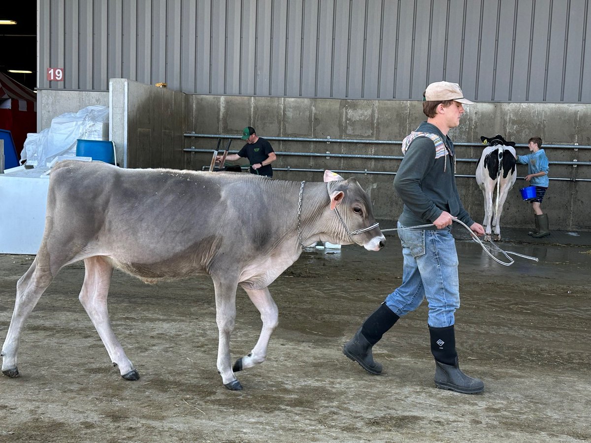 thecattlesite's tweet photo. It's show day! The Cattle Site is here at the #WorldDairyExpo and looking forward to a great few days https://t.co/GzSywVLmaa