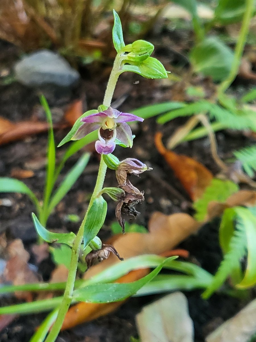 Whilst most Broad-leaved helleborines have gone to seed, there's airways one brave one still in flower #october @Britainsorchids @BSBIbotany @wildflower_hour