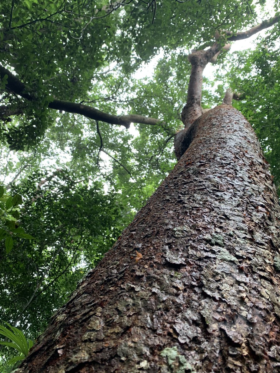 Cell Press (@cellpressnews) on Twitter photo Carbon-capture "tree plantations" threaten tropical biodiversity for little gain, ecologists say.
Read more from this <a href="/Trends_Ecol_Evo/">Trends in Ecology & Evolution</a> Science & Society article here: cell.com/trends/ecology…
<a href="/jeaggu/">Jesus Aguirre</a>, @nicola_stvns, <a href="/Erika_Berenguer/">Erika Berenguer</a> Carbon-capture "tree plantations" threaten tropical biodiversity for little gain, ecologists say.
Read more from this <a href="/Trends_Ecol_Evo/">Trends in Ecology & Evolution</a> Science & Society article here: cell.com/trends/ecology…
<a href="/jeaggu/">Jesus Aguirre</a>, @nicola_stvns, <a href="/Erika_Berenguer/">Erika Berenguer</a>