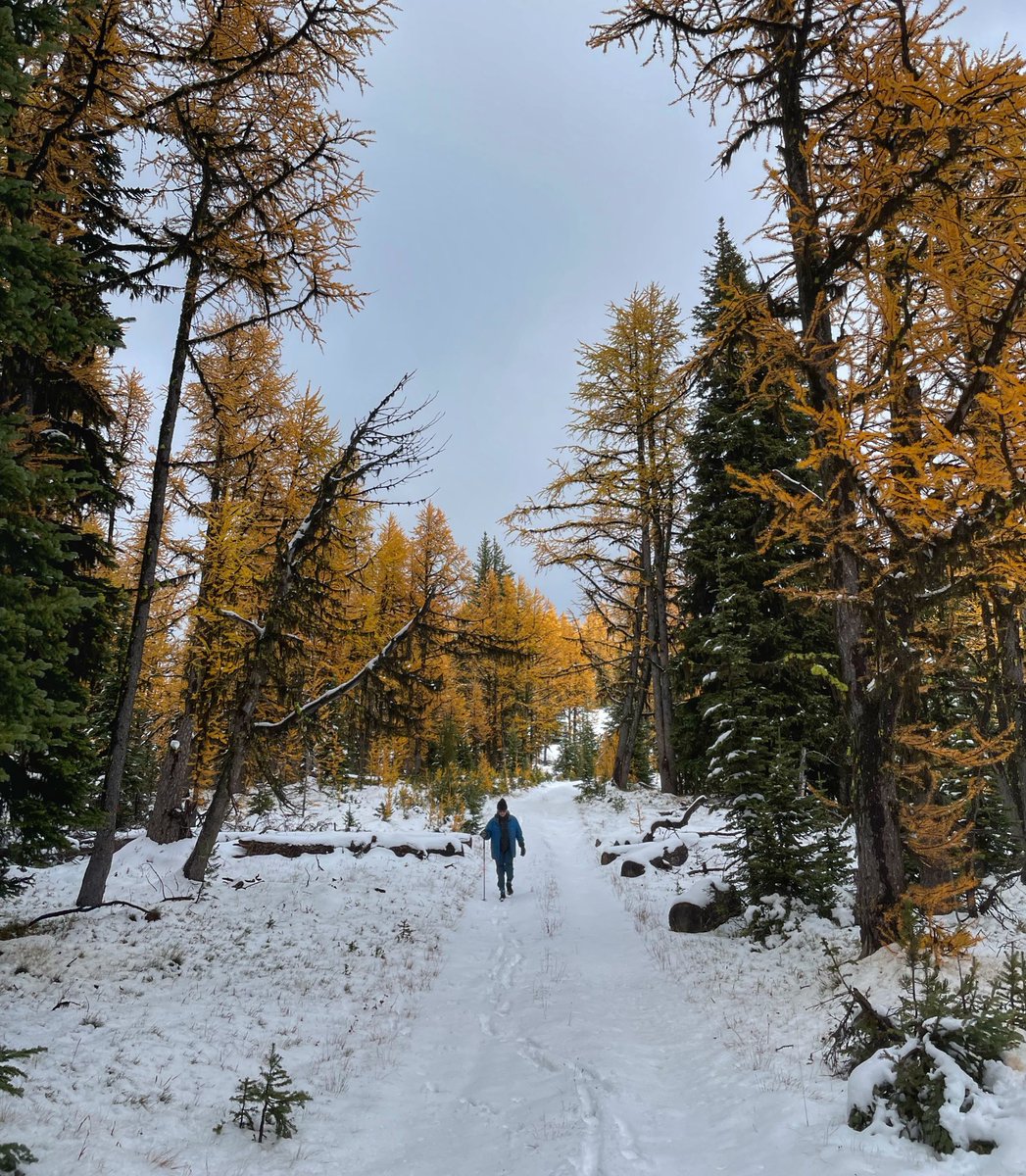 There is something so majestic about walking through the first snow of the season.

📷@PowderMatt 

#mykimberley #winteriscoming #firstsnow