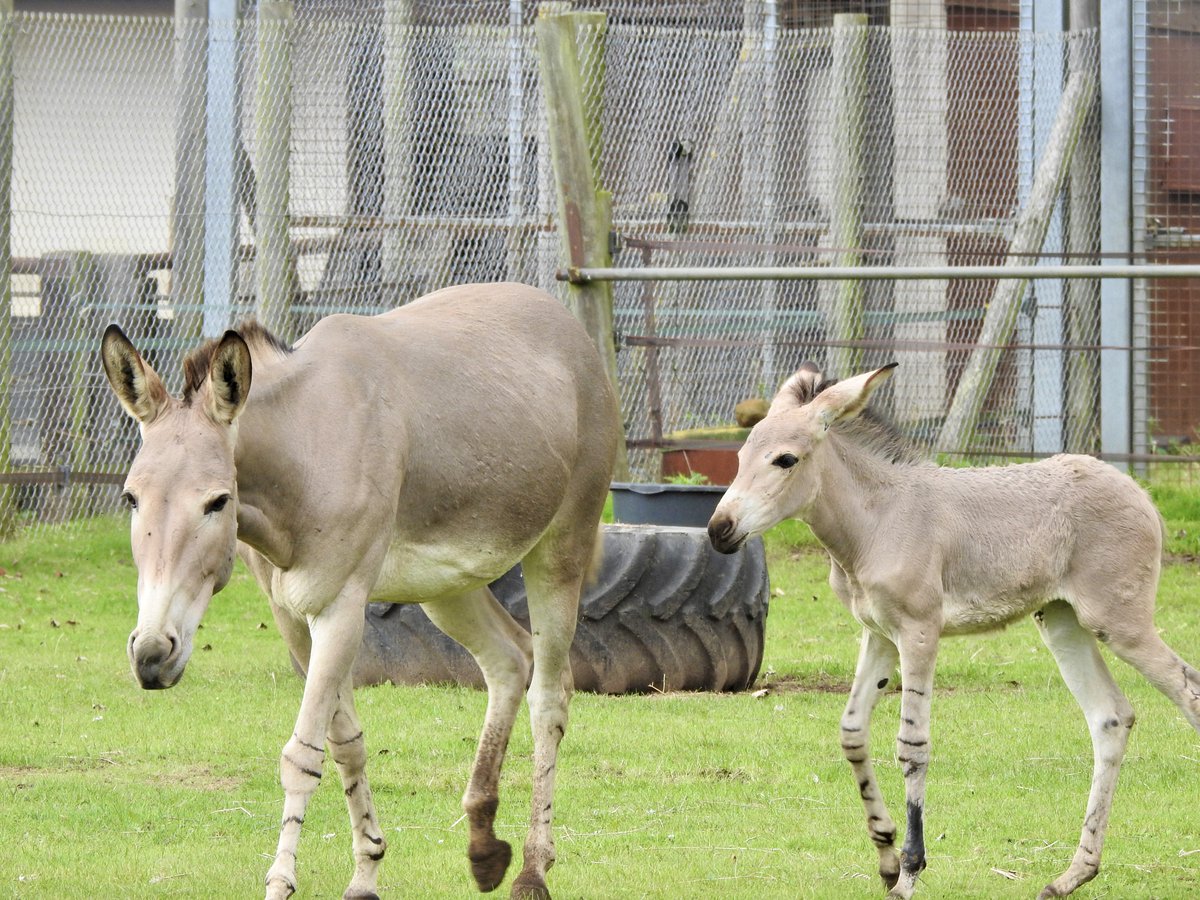 We are delighted to announce the birth of a Somali wild ass foal at Africa Alive.

The Somali wild ass is our most endangered species at ZSEA, with only around 200 mature individuals believed to remain in the wild. We are proud to be part of the EEP for this species!