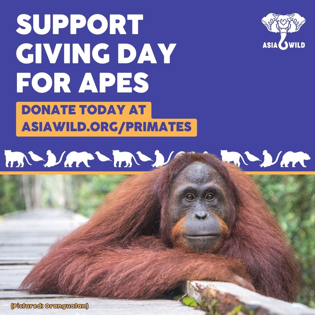 Donate today in honor of #GivingDayForApes so we can continue our work with @GFASsanctuary to protect & preserve these amazing creatures. 🦧🌏🐒

Learn more at asiawild.org/primates

#AsiaWild #ApeSanctuaries #AnimalSanctuaries #ConservationNonprofit