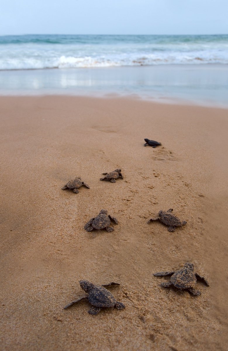 Conosci le tartarughe marine?
Fai il quiz! attivati.legambiente.it/page/134454/su…