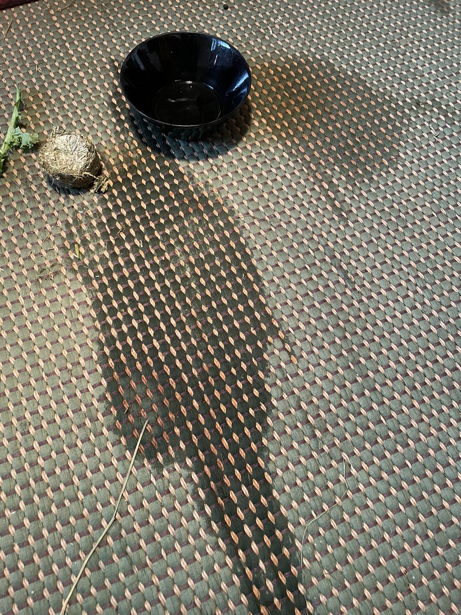 kaletherabbit's tweet image. I got told of , for tipping over my water bowl. So i did it again . 😈