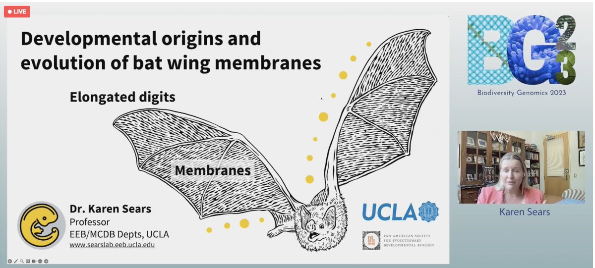 Evolutionary novelties in bats? Cool! Check out Karen Sears' talk at the @bat1kgenomes session of #BG23