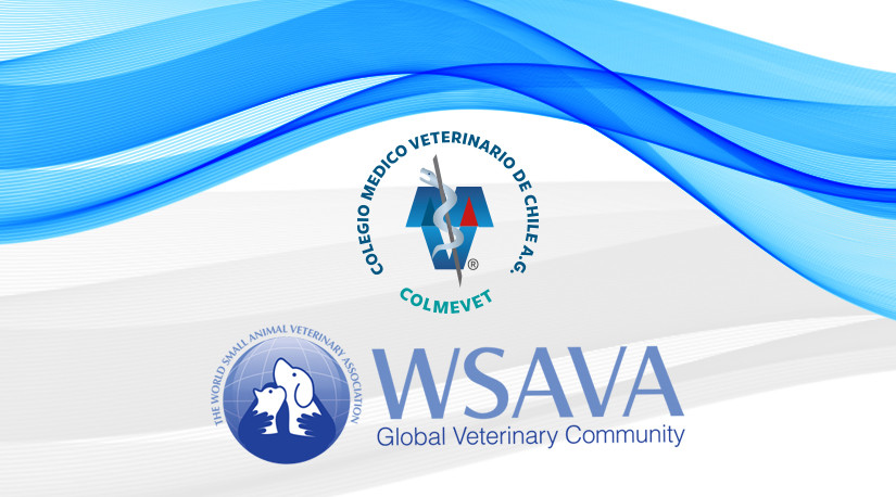 Desde la semana pasada ya somos miembro asociado de la World Small Animal Veterinary Association - WSAVA. ¿Qué implica esto para nuestros asociados? Mira aquí los detallles.
▶️colmevet.cl/noticia/colegi…