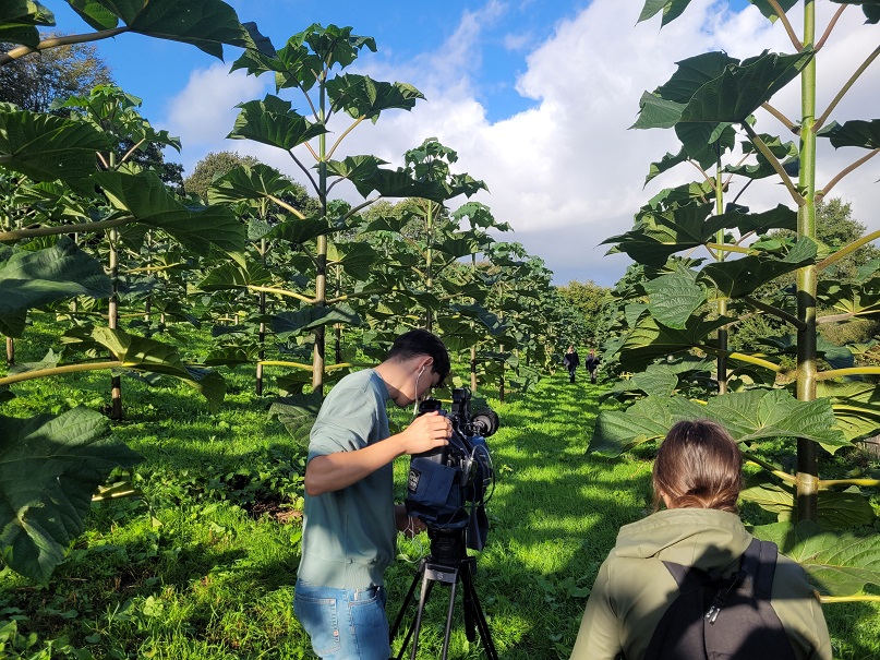 Arbre Paulownia - Bois de Paulownia en France - une solution durable et  rentable