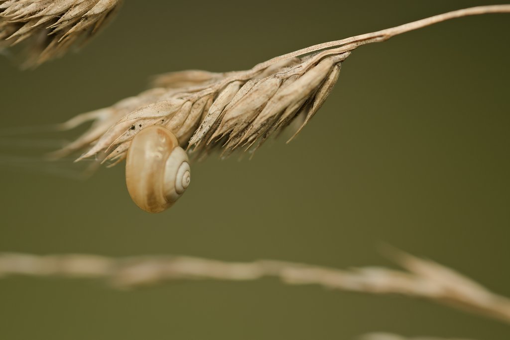 #macro #closeup #photography #photo #fotografia #snail #slimak #nature #przyroda #naturelovers