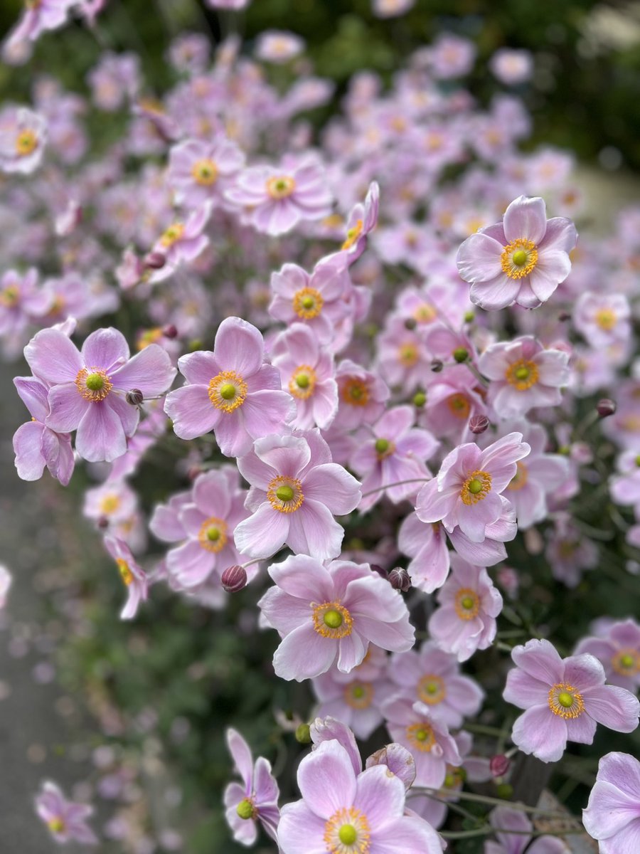 Went outside and touched Alpine grass 🌸💗🍃