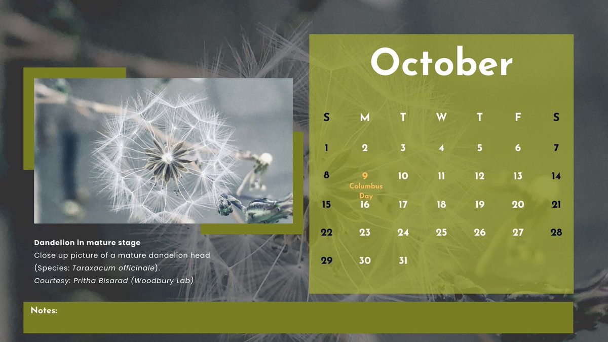bps_az's tweet photo. With the onset of Autumn, dandelions are beautiful to watch. So, here we are with a prize-winning image in our annual calendar from @PBisarad 🤗 https://t.co/YQOTgH4bxi