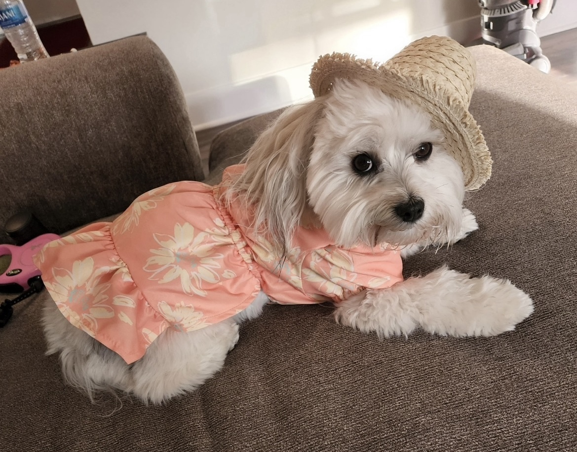 Cityfront Place tweet media