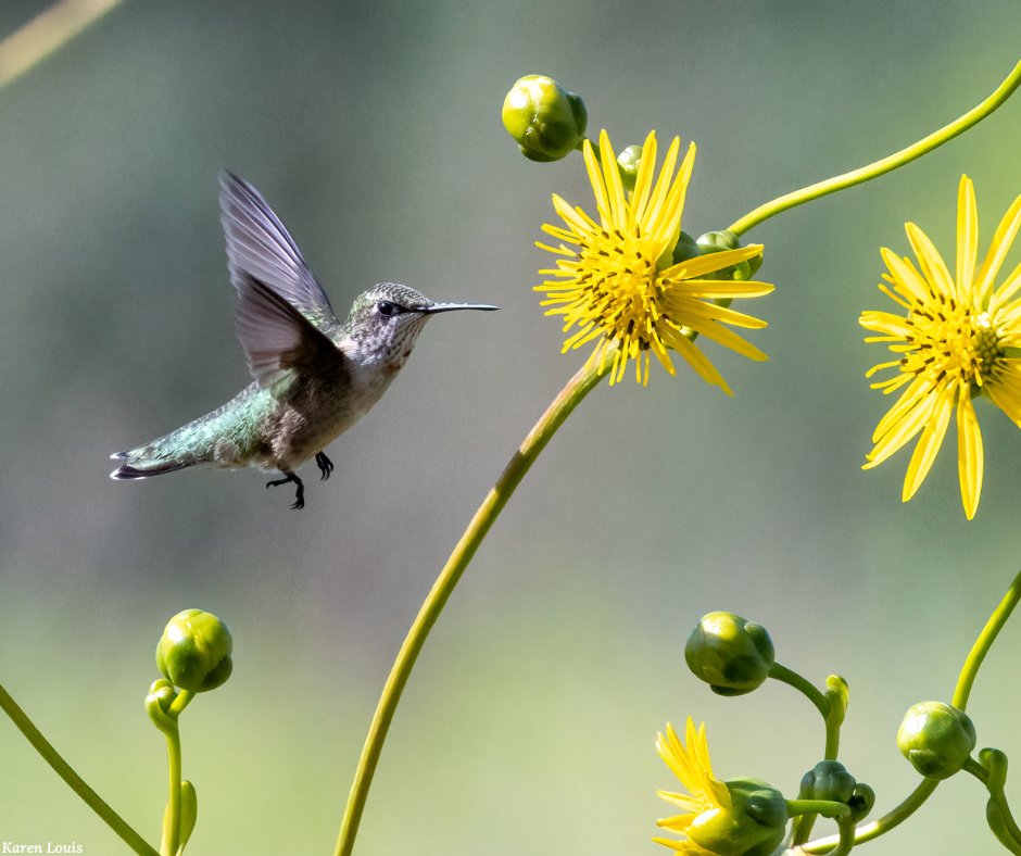 Garden4Wildlife's tweet photo. 📣 Are you #TeamButterfly or #TeamHummingbird?

Be a wildlife garden champion by planting the native plants that these iconic pollinators need. 🏆

Plants for Monarchs: https://t.co/azXjQfai9I

Plants for hummingbirds: https://t.co/Wxv5OT57at

#NationalButterflyandHummingbirdDay https://t.co/DkCJr8kv3U