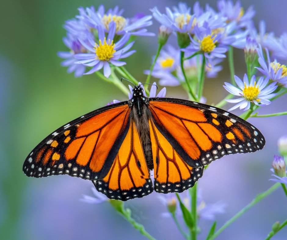Garden4Wildlife's tweet photo. 📣 Are you #TeamButterfly or #TeamHummingbird?

Be a wildlife garden champion by planting the native plants that these iconic pollinators need. 🏆

Plants for Monarchs: https://t.co/azXjQfai9I

Plants for hummingbirds: https://t.co/Wxv5OT57at

#NationalButterflyandHummingbirdDay https://t.co/DkCJr8kv3U