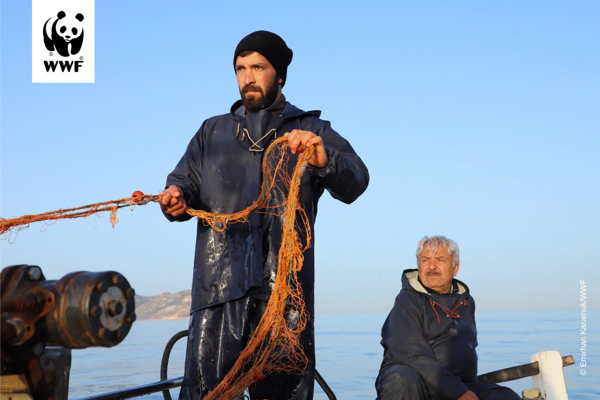 WWF_Med's tweet image. 1/4 Key priorities for Fishers of the future: Ensuring a generational turnover in #Mediterranean fisheries means rebuilding stocks for the next generations of fishers to fish from.
#MedFish4Ever