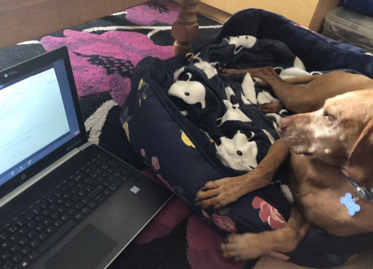 DTScholars's tweet image. 📣Come join us - we&apos;re hiring! 
Are you passionate about data analytics &amp;amp; dog welfare? We&apos;re looking for a Data Officer on a permanent basis, responsible for managing, analysing &amp;amp; reporting on specified data-related tasks &amp;amp; projects. Apply by 23rd Oct ➡️tinyurl.com/y3cafd58