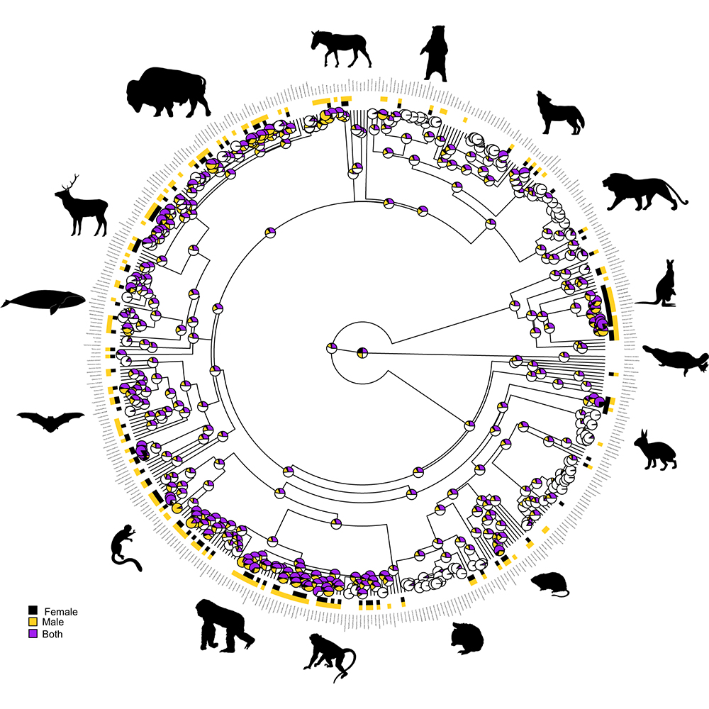 Same-sex sexual behaviour may have evolved repeatedly in mammals, according to a @NatureComms paper. The authors suggest that this behaviour may play an adaptive role in social bonding and reducing conflict. go.nature.com/3LLB1yb