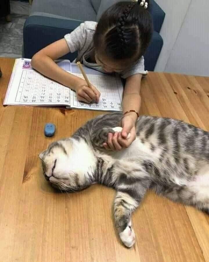 nocontextscats's tweet photo. ✨Emotional Support✨ https://t.co/Wazk0vSNtM