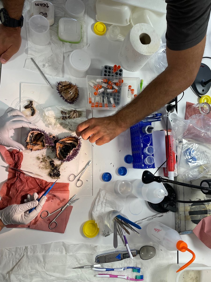 @PEPR_ATLASea #sampling_expedition_Leucate (Mediterranean Sea) organised by @Le_Museum: first organisms coming out from the sea, sorting, taxonomic identification and freezing before shipping to @seqlab @CEA_officiel for #genome_sequencing