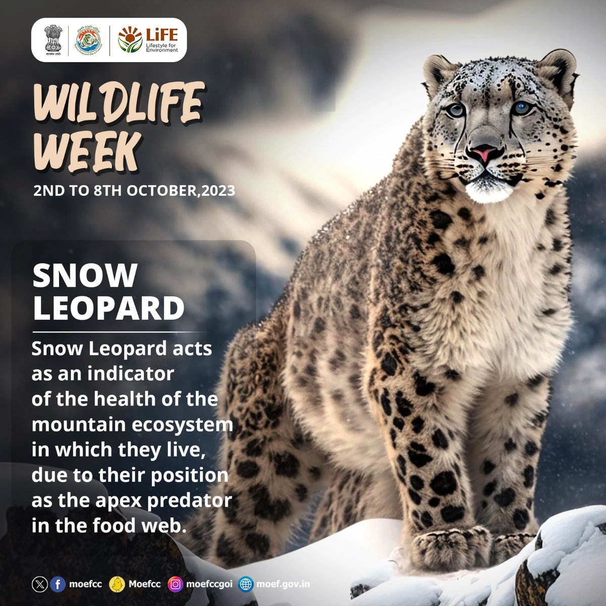 Snow Leopard: Apex predator of the mountains!

#WildlifeWeek2023