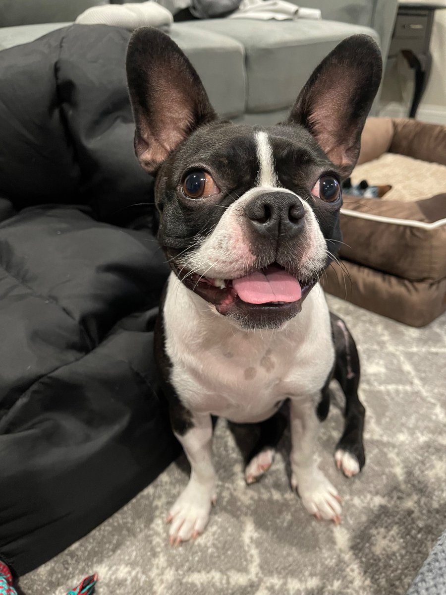 Hi #MedTwitter &amp; #DermTwitter my name is Gisselle Pichardo, and I’m excited to be applying dermatology! #Match2024 

My interests are complex dermatology, skin of color, mentoring and new restaurants lol 

Ava and I can’t wait to see where we go for residency ☺️