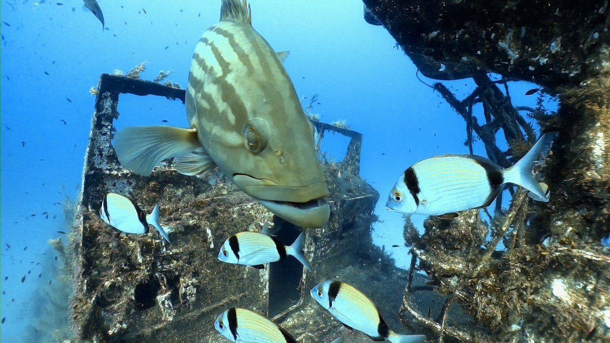 ScubaverseMedia's tweet photo. Have you been diving with Dive on Malta? Rate and review them in the Scubaverse Dive Guide!
https://t.co/KjqQuNVLp7
#scuba #diving #dive #trip #travel #holiday #vacation #StPaulsBay #buggiba #malta #gozo #comino https://t.co/DXfPzb7AIV