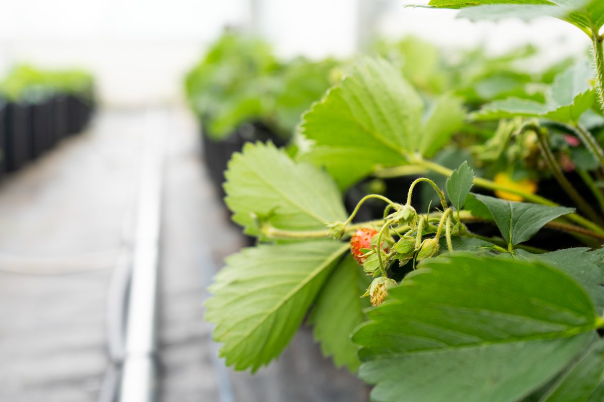 collegeboreal's tweet image. 🌱🍓 As part of its Homegrown Innovation Challenge, Weston Family Foundation contributes $1 million to Collège Boréal to help address food insecurity in Canada’s remote regions.

Details: tinyurl.com/2p83jeuw

#UnChoixQuiChangeTout #AppliedResearch #ONpse #PSEcdn #CDNpse