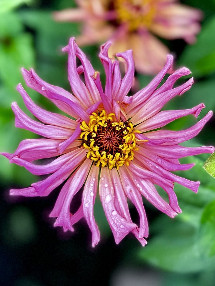 Flower of the Day tweet media