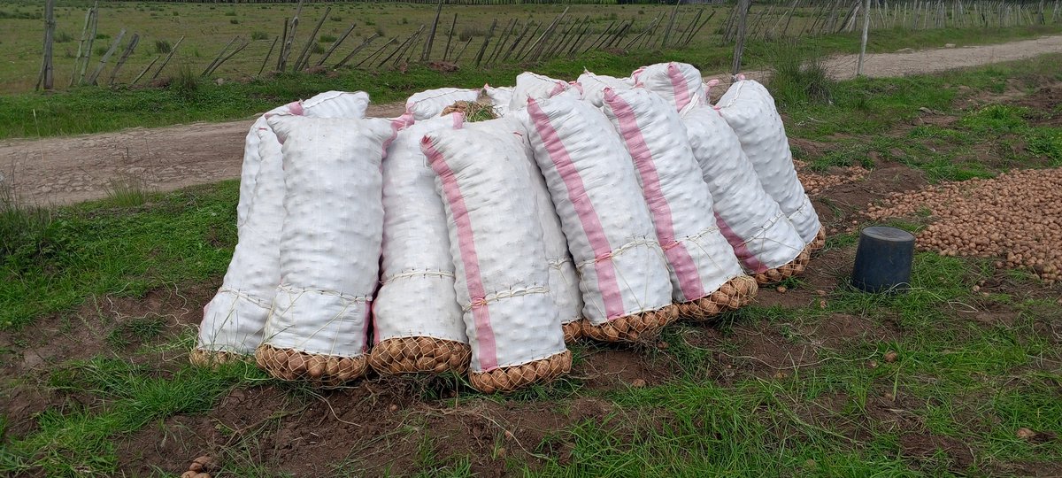 Kalasinga_01's tweet photo. It's harvest time. We got no regrets having invested in #POTATO #farming. Visit our farm in Ol Kalou to learn more. #ArrestEzraChiloba #SenatorAmerudi #Uhuru #PopeFrancis #NjeriRionge #Donbass #earthquake #ElNiño #LuoNyanza #Akothee #Nairobi #Simp #OleSapit #Haiti #Wakadinali #Omosh #Starlink