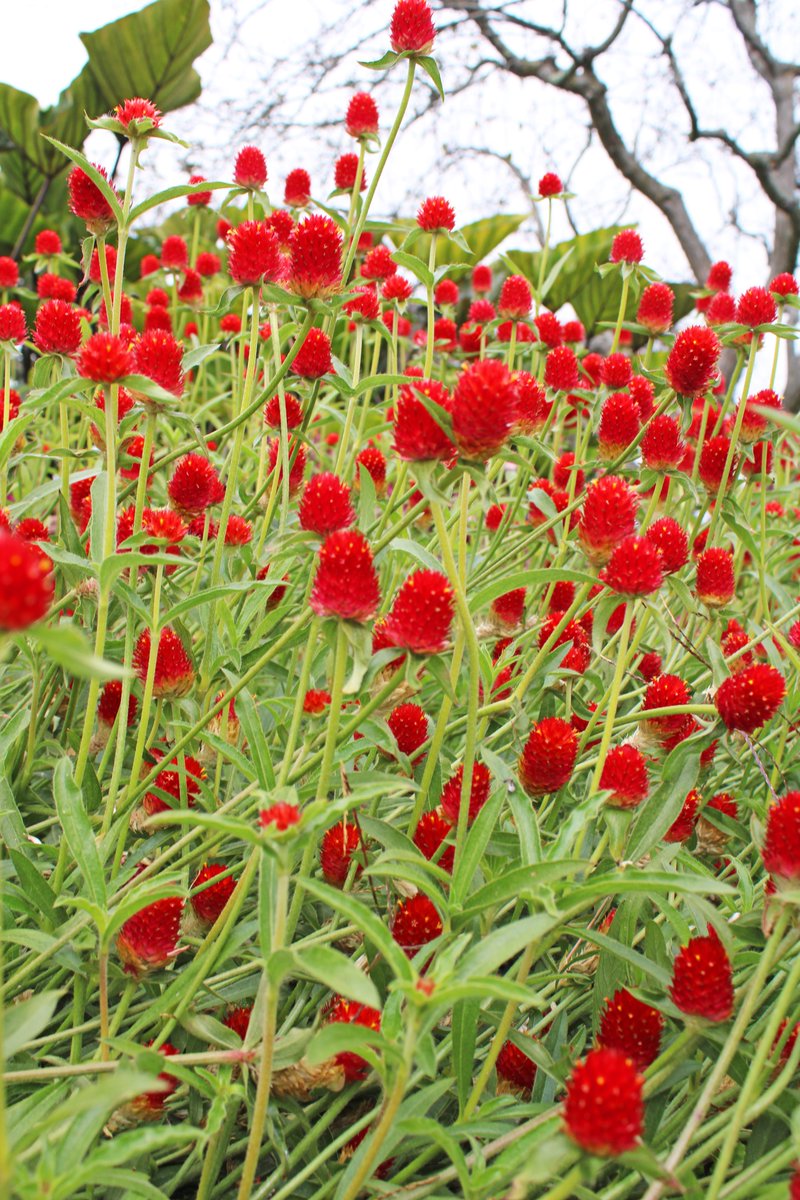 AlysaScottPhoto's tweet photo. #nature #NatureBeautiful #FLOWER #uniqueflower #red #pretty #photographer #photography #outdoors #fall https://t.co/sh0hV6X8a0