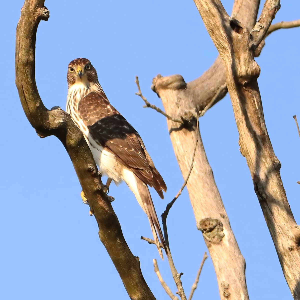birdhouse_love's tweet photo. Spotted this juvenile Cooper's hawk before it dove off its branch in pursuit of a potential meal...
#juvenilebird #juvenilebirds #juvenilecoopershawk #cooperhawks #coopershawk #birding #ohiobirding #ohiobirder #ohiobackyardbirding #ohiobirdworld #ohiobirdlovers #birdlovers #birds https://t.co/AsmUyn2TK1