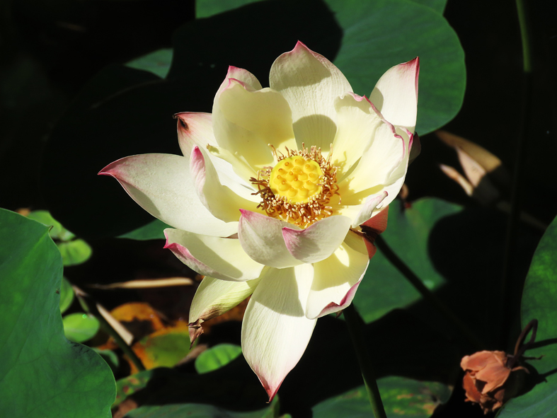 Ein Mensch, der wirklich den spirituellen Weg verstanden hat, lebt jenseits von Anhaften und Ablehnen. Er nimmt das Leben, wie es kommt und fließt mit dem, was ihm das Leben gibt. Gerade dadurch wird Freiheit möglich und das beinhaltet auch, manche Denkmuster und Dogmen abzulegen