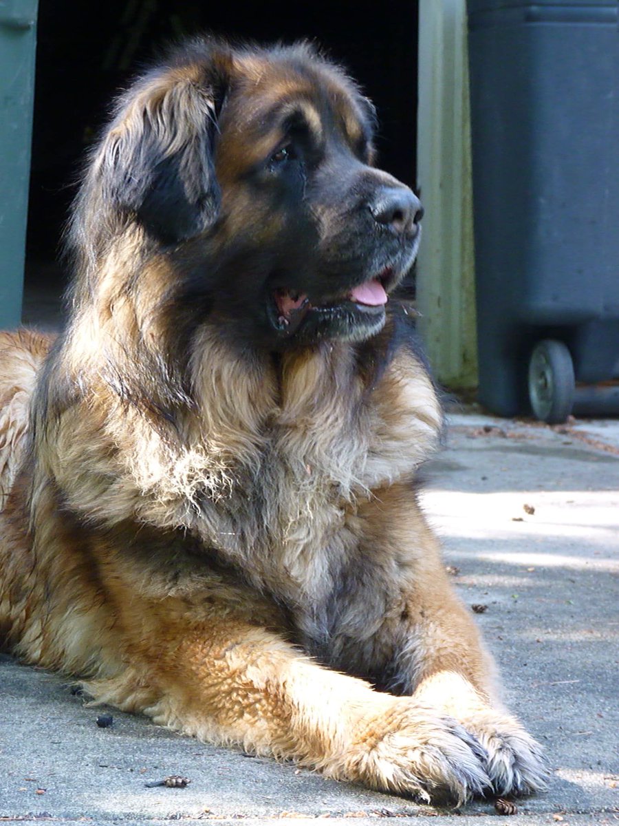 Friends, we have sadly lost another very special Roxy dog. If you knew Theo, then you know his heart was way bigger than his body. He was a gentle giant who was adored by everyone he came across. Roxy will miss him greatly and the children in our community will too.