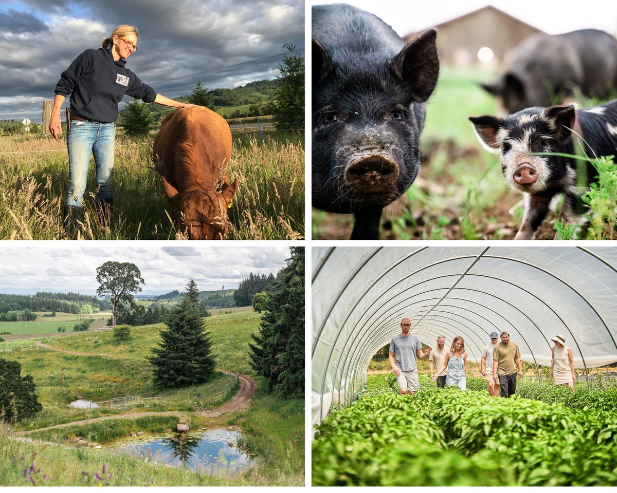 Happy Member Monday! Today we are featuring Tabula Rasa Farms in Carlton, Oregon! #foodfreedom #grassfed #regenerativeag #pigs wp.me/p6f8DS-8d6