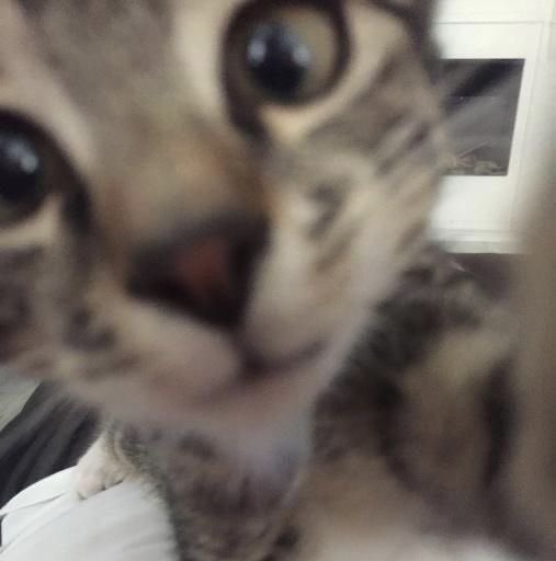 cats with powerful impression 🐾 tweet media
