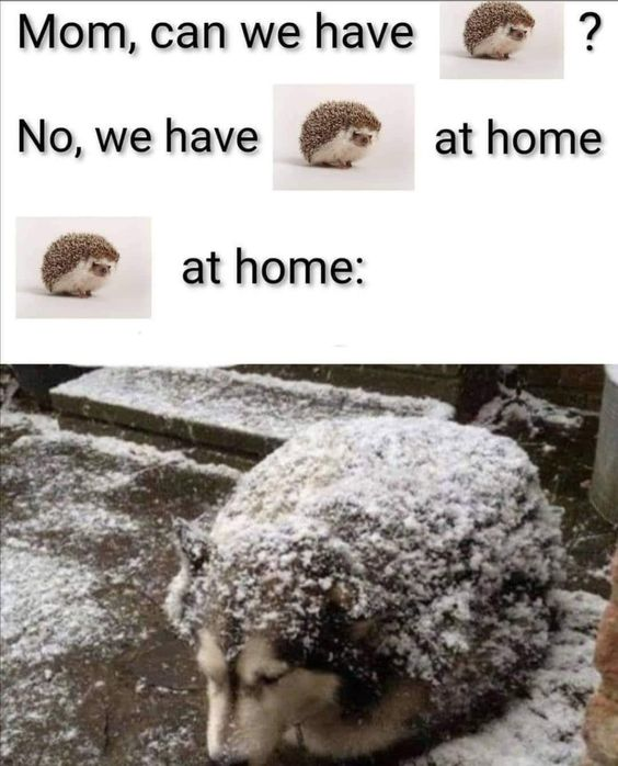 WholesomeMeme's tweet photo. https://t.co/Il5H3zEpEH