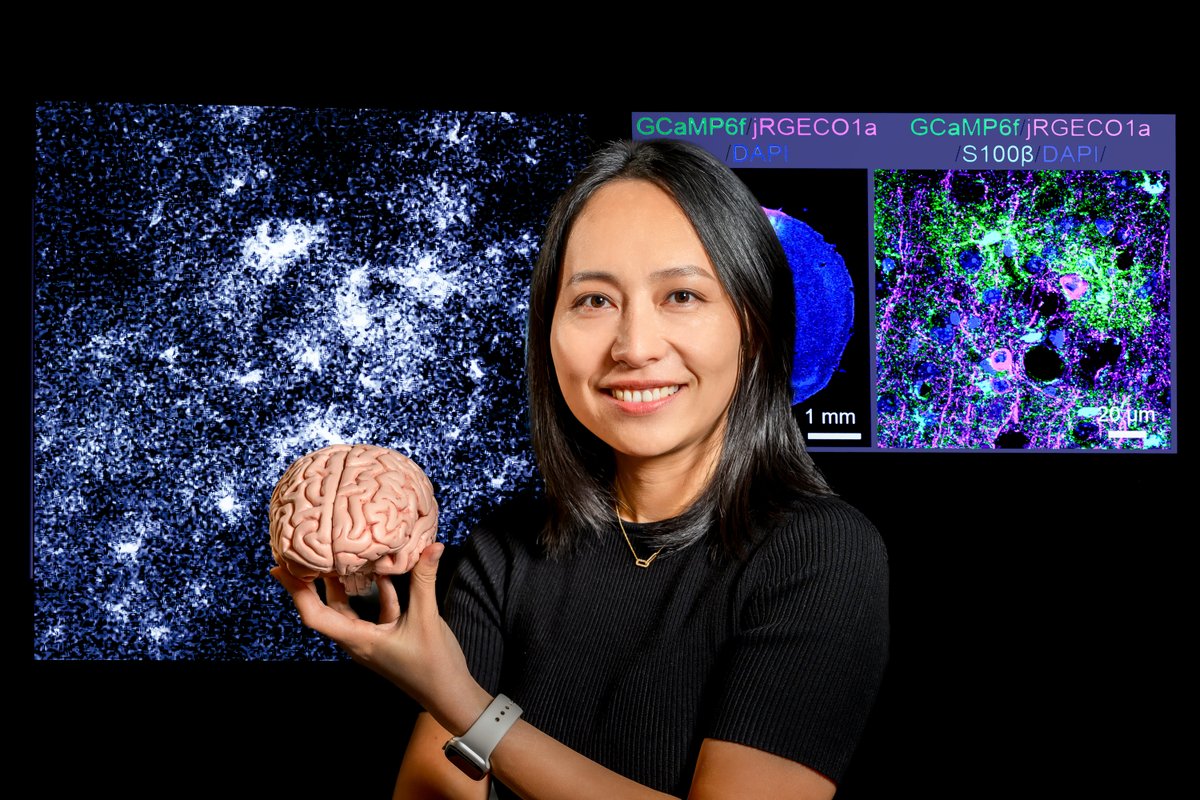 Congratulations, @xinzhu_yu, recipient of the New Innovator Award from @NIH_CommonFund!

The award will allow her to continue her exploration of mechanisms driving astrocyte-neuron interactions in the brain #NIHHighRisk #astrocytes #neuroscience 

Photo credit: Fred Zwicky.