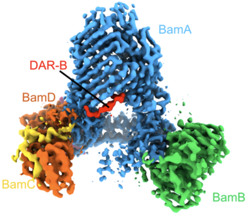 Neil Ranson (@naranson) on Twitter photo Want to understand how the β-barrel assembly machinery works & solve amazing cryoEM structures like this one? There is a fully funded project to join the <a href="/naranson/">Neil Ranson</a> and <a href="/RadfordLab/">RadfordLab</a> labs in Oct 2024 via the @BBSRCWhiteRose. Apply by Jan 7th! <a href="/AstburyCentre/">The Astbury Centre</a> shorturl.at/iOQZ3 Want to understand how the β-barrel assembly machinery works & solve amazing cryoEM structures like this one? There is a fully funded project to join the <a href="/naranson/">Neil Ranson</a> and <a href="/RadfordLab/">RadfordLab</a> labs in Oct 2024 via the @BBSRCWhiteRose. Apply by Jan 7th! <a href="/AstburyCentre/">The Astbury Centre</a> shorturl.at/iOQZ3