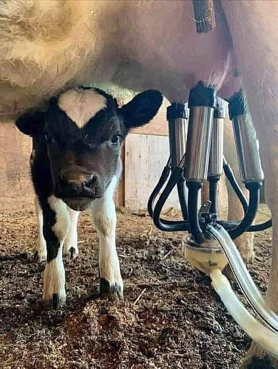 🙏🏻ज्यांनाही,
या पिल्लाच्या भावना समजल्यात!
त्यांनाच,
#खाजगीकरणाचा खरा अर्थ समजू शकतो..!
😰 <a href="/AjitPawarSpeaks/">Ajit Pawar</a> <a href="/CMOMaharashtra/">CMO Maharashtra</a> <a href="/Dev_Fadnavis/">Devendra Fadnavis</a> <a href="/Mha_Teacher/">डी टी एड बी एड स्टुडंट असोसिएशन महाराष्ट्र राज्य</a>