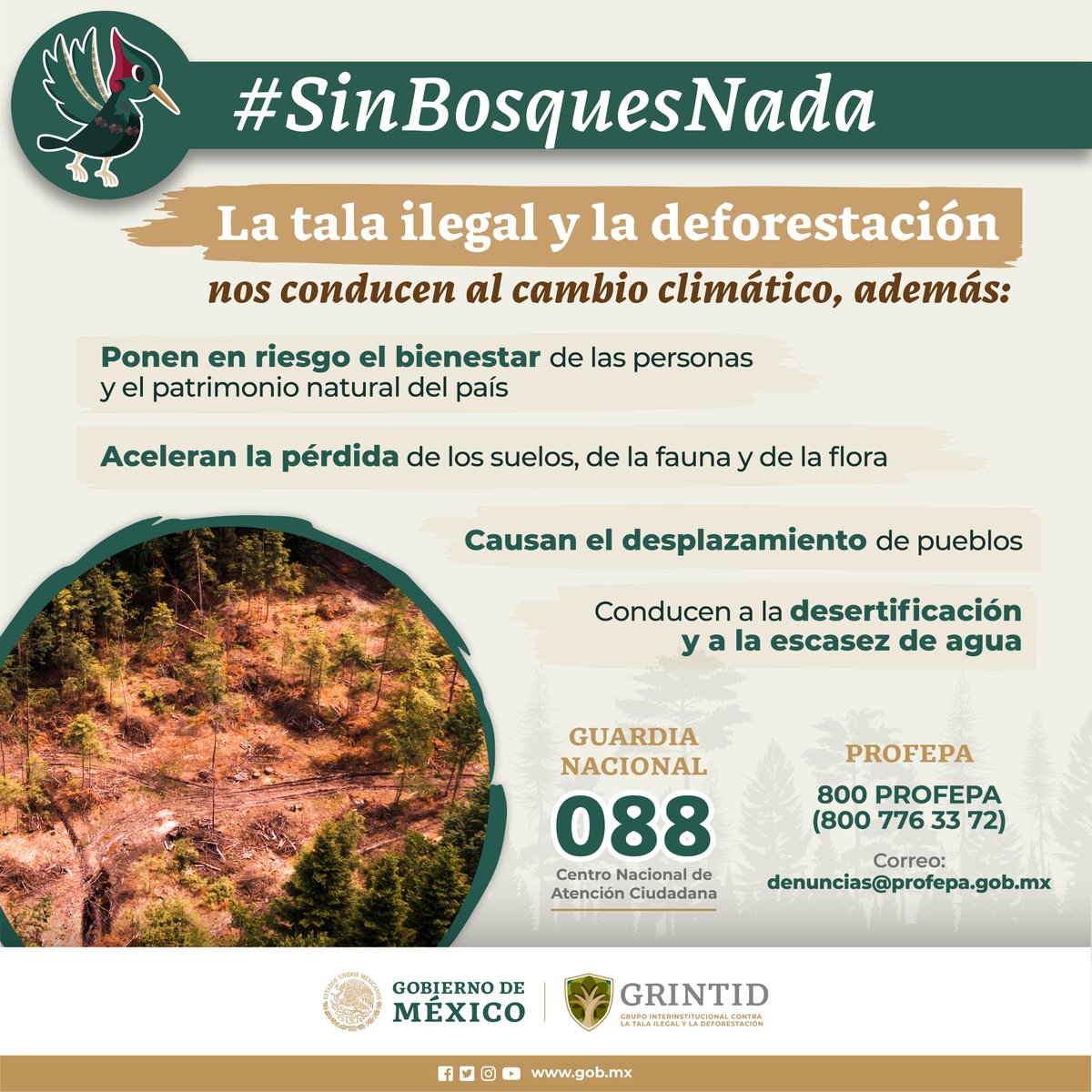 CONANP_mx's tweet photo. Los bosques y selvas son esenciales para la salud humana. Si detectas cualquier situación o actividad irregular de tala de árboles, ¡denúnciala!

¡Tú puedes hacer la diferencia!
#PorLosBosques #ConservarParaVivir #SinBosquesNada 🌺🌿🌳🐞🦋🐒🐦🦎🐾🦜 https://t.co/Fdal7Gq8WF