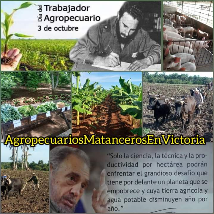 Con mayor compromiso productivo celebraran los agricultores  matanceros, el día del trabajador agropecuario , con la responsabilidad de seguir  produciendo para el pueblo 🇨🇺
#MatancerosEnVictoria #PedroBetancourtEnVictoria